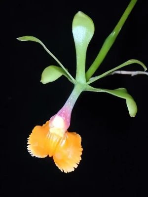 Bild von Epidendrum pseudoepidendrum 1